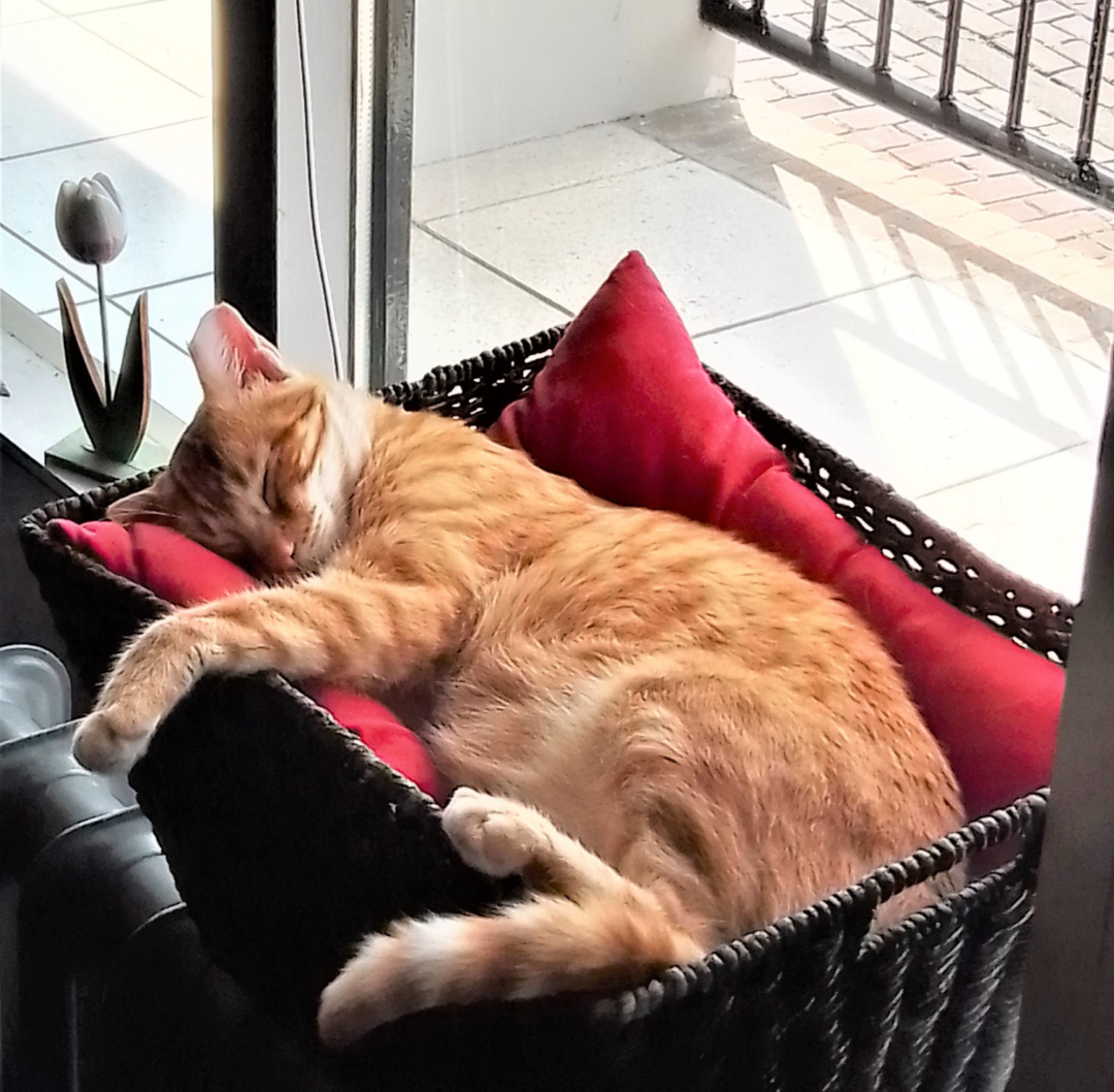 Slapende kat
