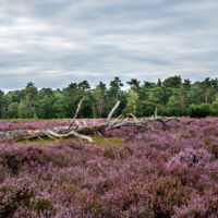 Slider nav image