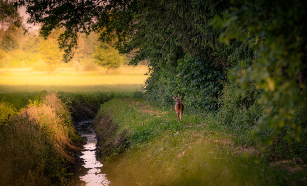 Slider image
